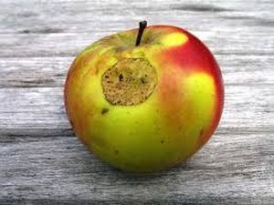 uploads/images/disease/Apple scab.jpg